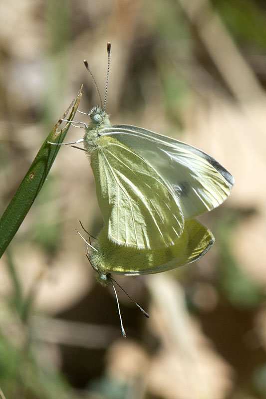 Coppia di Pieris da determinare